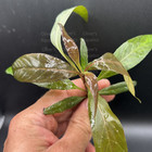 Hygrophila Purple Aquarium Plant Clump Fast Growing Easy Aquatic Plant 4-8 Stems