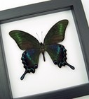 Alpine Black Swallowtail Butterfly Real Framed Papilio Maackii Classic Black