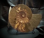 8 125 Inch Diameter Ammonite Slices  Matching Halves W stands  Uv Reactive