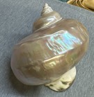 Turbo Marmoratus  green Turban mother Of Pearl Polished  App  H 147mm    