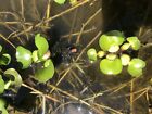 7 Water Hyacinth  Eleocharis Crassipes  Live Aquarium Beo Luc Binh Baby Plants