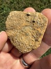 Oklahomacrinus Alva Crinoid Calyx   Stem Alabama Bangor Limestone Fossil Unique
