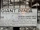 Chinese Rare Su Lin Panda Brookfield Zoo 1938 Home Movie 8mm  only Known Film 