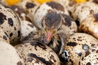 110  Jmf Jumbo Brown  meatmaker  Coturnix Quail Hatching Eggs Npip ai pt Clean