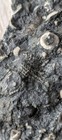Crinoid Sea Lily   Bryozoan Fossil Matrix     Multiple Stems     Natural Specimen