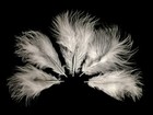 1 4 Lb  White Turkey Marabou Short Down Fluffy Loose Wholesale Feathers Bulk Fan