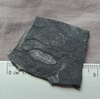 Very Rare Phyllocarid Fossil Arthropod Crustacean Ordovician Age Idaho 