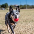 Kong Classic Red Ball Dog Toy Medium Large Fetch Durable Bouncy Playtime
