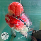 Super Red Dragon Flowerhorn Male 5  Inch Big Kok