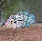 High Quality Male Kamalau Flowerhorn Live Fish Size 2 5-3  Inches  Usa Breed