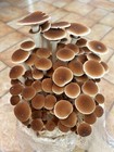 Mushroom Liquid Culture 5-pack  Over 30 Culinary Varieties Available 