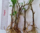4 Well Rooted Cuttings Bougainvillea Red  Yellow  Rose  Orange Flowering Plant