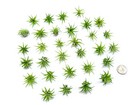 Fairy Garden Tillandsia Air Plants Live Indoor Plants  75pk   Terrarium Plants L