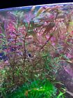 Rotala Ceylon Pink And Green Freshwater Aquatic Plant 5 Stems  