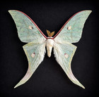 2 Real Green Luna Moth Spread Wings Taxidermy Actias Sinensis Long Tail Specimen