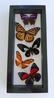 Real Framed Butterflies 5 Amazing Butterflies Mounted Double Glass Size 4 5x10 5