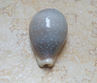F Cypraea Camelopardalis  Red Sea Shell 76 6 Mm F     Nice Clear Dots Superb