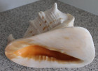 Huge Large 4 5 Lb  Giant Queen King Helmet Horned Conch Shell 10 X 7 25 X 7 25