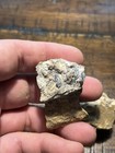 Extremely Rare Triceratops Jaw W  Tooth Crowns Hell Creek Mt Dinosaur Fossil