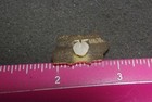Fraternal Order Of Eagles Foe Iowa 1994 Lapel Pin Vintage Corn Cob State Shape