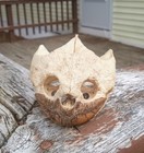 Snapping Turtle Skeleton 12in Shell head claws all Bones entire Skeleton