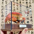 Crab Specimen Real Atergatis Reticulatus  Museum-quality Taxidermy   Display Box