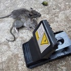 Lot Mouse Rat Traps Killer High Sensitive Heavy Duty Reusable Snap Big Rat Catch
