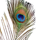 Piokio 50 Pcs Peacock Feathers In Bulk 10-12 Inch 25-30 Cm  Bulk For Diy Craft 