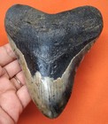Megalodon Shark Tooth - Real Fossil - 4 54 - Shark Teeth - No Restorations