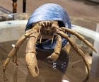 Porcelain   Bronze Blue Crab In Shell Sculpture Figurine-9   X 5  h