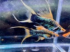 - hamburg Swordtail  Lyretail Live Fish Single- High Quality Usa Seller  -