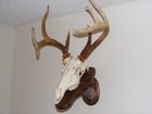 Spalted Euro European Deer Skull Antler Mounting Plaque  Each Is Unique See Pics