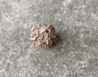 5 Mukhi Rudraksh Original Nepali Bead Energised Five Face Rudraksha Natural