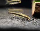 Algae Eater Reg golden Pack 3-3  gyrinocheilus Aymonieri live Fish Free Shipping