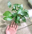 Buy 2 Get 1 Free Anubias Barteri Mother Pot Large Aquatic Live Aquarium Plants 
