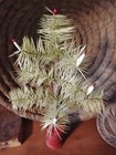 Vtg German Style Real Goose Feather Christmas Tree Candles   Berries   10   T