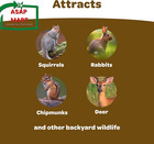 Kaytee Backyard Wildlife Food Blend For Wild Squirrels  Chipmunks  Rabbits And O