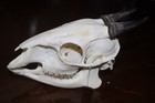Red Flanked Duiker Taxidermy Animal African Mammal Collect Education Model