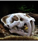 Saber Toothed Tooth Tiger Fossil Head Skull Prehistoric Figure Statue Replica