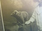 Antique Vintage Ephemera Photo Charming Child W  Toy Teddy Bear Matted 