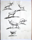 1942 Bambi Walt Disney Deer Original Production Cel Drawing Photo Model Sheet