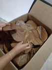 110pcs Catappa Almond Leaves 6   Fish Aquarium Care Indian Ketapang Leaf Shrimp