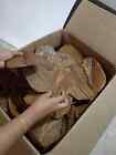 2000pc Catappa Almond Leaves 6   Fish Aquarium Care Indian Ketapang Leaf Shrimp