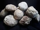 5 Lbs Premium Kentucky Uncut Geodes Agates Nodules Lapidary Quartz Crystals Sale