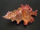 Wow Colors   chicoreus Saulii W o 83 3mm  Seashell