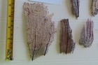 Pieces Of Natural Sea Fan - Coral - Sea Whip - Free Shipping