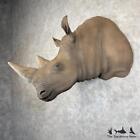  30041 P   African Rhinoceros Replica Taxidermy Mount For Sale