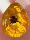 Amber Variety With Inclusion Prehistoric Spider  polybern  140 Million Bc
