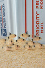 Group Panda Corys Free  2 Day Shipping