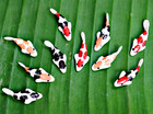10 Mix Colorful Koi Fish Fairy Garden Animal Dollhouse Miniature Docoration